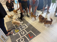 20th Sept Love From Betty Socials Poms/Spitz & Toy Breed Pals @ Mi Coffee & Cake Sandhurst