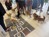 20th Sept Love From Betty Socials Poms/Spitz & Toy Breed Pals @ Mi Coffee & Cake Sandhurst