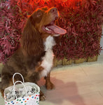 8th Nov Love From Betty Socials Spaniel Squad @ Mi Coffee & Cake Sandhurst