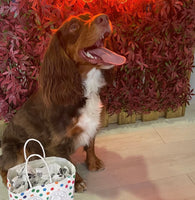 8th Nov Love From Betty Socials Spaniel Squad @ Mi Coffee & Cake Sandhurst