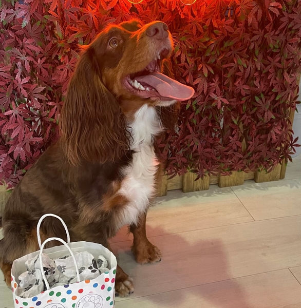 8th Nov Love From Betty Socials Spaniel Squad @ Mi Coffee & Cake Sandhurst