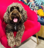 Sat 28th Mar 10am - Love From Betty Socials Doodles & Poos Club @ Mi Coffee & Cake Sandhurst