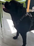 20th September Love From Betty Socials Pug Posse @ Mi Coffee & Cake Sandhurst
