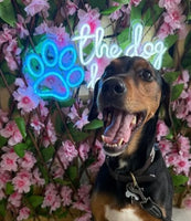 4th Oct Love From Betty Socials Mixed Gentle Giants Larger Breeds  @ Mi Coffee & Cake Sandhurst