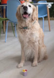 Sat 28th Nov 10am - Love From Betty Socials Retriever Team @ Mi Coffee & Cake Sandhurst