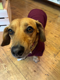 Burnt Burgundy Cosy Dog Hoodie