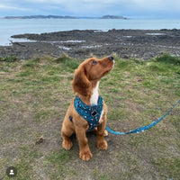 Green Leopard Print Harness By Pawsome Life