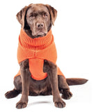 Burnt Orange Jamie Knit Sweater By Canine & Co