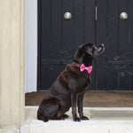 Pretty In Pink Velvet Dog Bow Tie By Sweet William