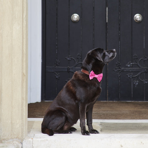 Pretty In Pink Velvet Dog Bow Tie By Sweet William