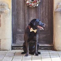 Gold Velvet Dog Bow Tie By Sweet William