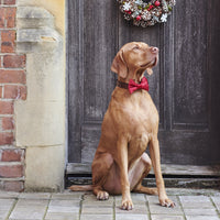 Ruby Red Velvet Dog Bow Tie By Sweet William