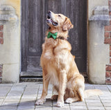 Christmas Green Velvet Dog Bow Tie By Sweet William