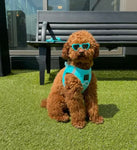 Fifth Avenue Blue Luxe Step In Harness By Dogistry