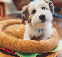 Burger Small Pet Bed By Tonbo