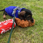 Snack Attack Good Pooch Cola Dog Toy By P.L.A.Y