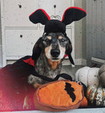 Halloween Vampire Dracula Costume & Toy Kit By Zippy Paws