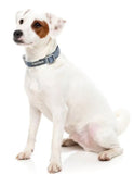Thornbury Aegean Blue Dog Collar By FuzzYard