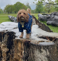 Rainstorm Blue Storm Print Dog Jacket By Urban Pup