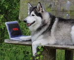 Petflix Laptop Dog Toy By PawStory