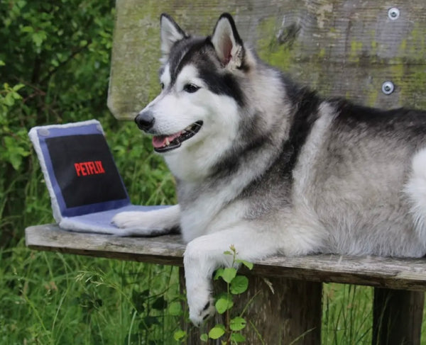 Petflix Laptop Dog Toy By PawStory