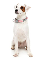 Pink Lemonade Dog Collar By Fuzzyard