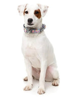 Bubblegum Burst Dog Collar By Fuzzyard