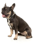 Carioca Dog Collar By Fuzzyard