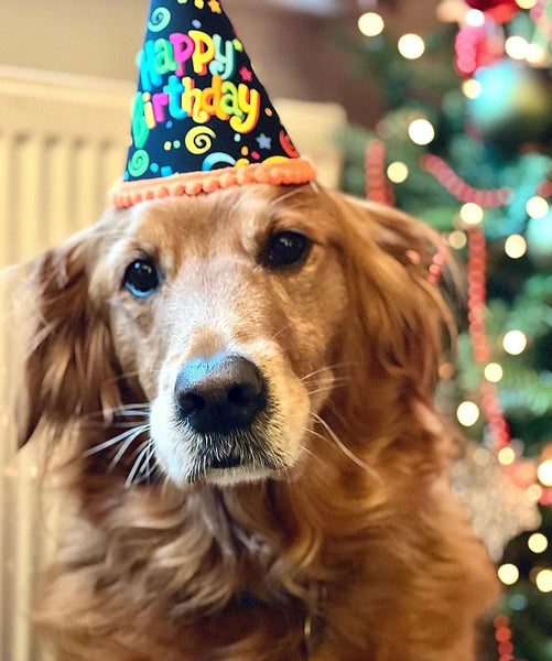 Happy birthday deals dog hat