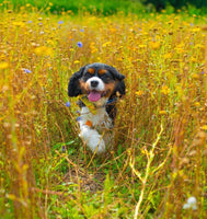 Sunshine Floral Dog Bow Tie Handmade By Urban Tails