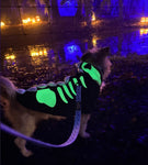 Dragon Skull Hoodie By Dogo Pet