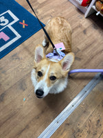 Gingham- Berry Purple Adventure All-Rounder Dog Harness By Big & Little Dogs