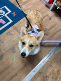 Gingham- Berry Purple Adventure All-Rounder Dog Harness By Big & Little Dogs