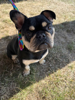 Building Blocks Dog Collar Handmade By Urban Tails