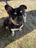 Building Blocks Dog Collar Handmade By Urban Tails