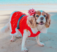 Santa Velvet Dress By Parisian Pet