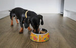 Harvest Gold Floral Avenue Classic Bowl By PawStory
