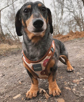 Go Nuts Donuts Step In Dog Harness By Fuzzyard