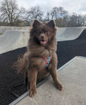 Fuzz Bear Step In Dog Harness By Fuzzyard