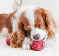 Cherry Pop Snuffle Toy By Lambwolf Collective