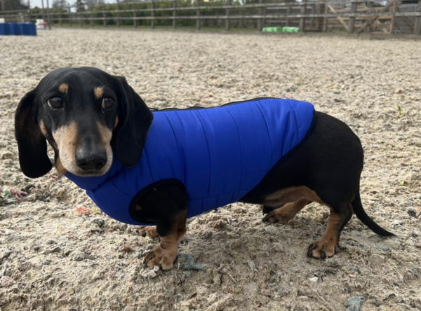 Royal Blue Puffer Coat By Doggy Concepts Outwear