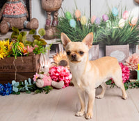 20th Sept Love From Betty Socials Poms/Spitz & Toy Breed Pals @ Mi Coffee & Cake Sandhurst