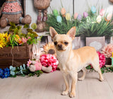 20th Sept Love From Betty Socials Poms/Spitz & Toy Breed Pals @ Mi Coffee & Cake Sandhurst