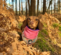 Bubblegum Pink & Royal Purple Reversible Handmade Fleece Dog Snood By Urban Tails