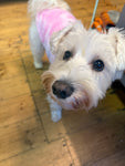 Soft Tie Dye Pullover By Doggie Design