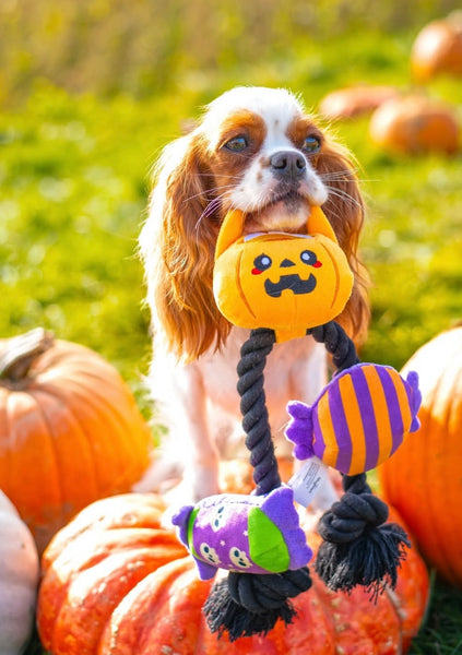 Trick Or Treat Rope Dog Toy By Hugsmart