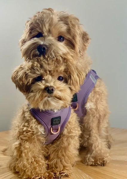 Step in dog harness store