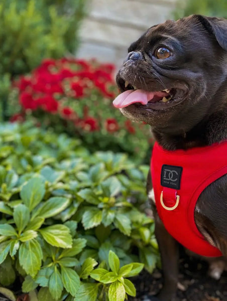 Luxe Red Step In Harness By Doodle Couture