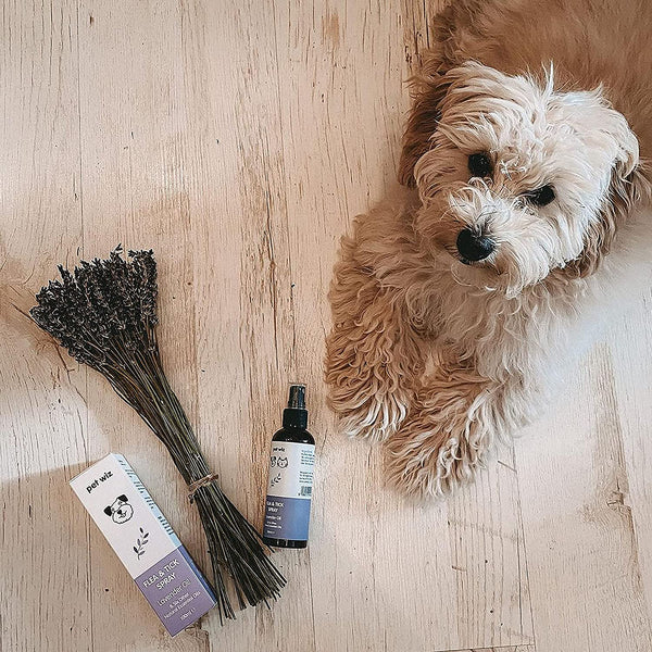 Organic flea spray for dogs shop
