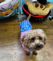 Speed Of Light Raincoat By Reign Dog